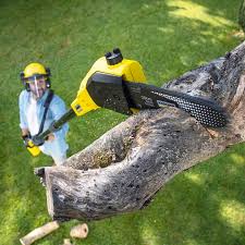 Best Tree Disease Treatment  in County Center, VA